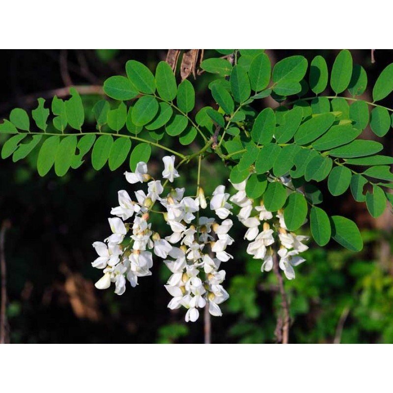 robinia pseudoacasia bessoniana acacia