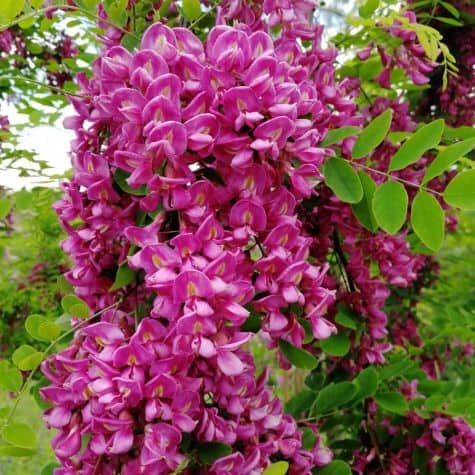robinia x margaretta georgia da torino