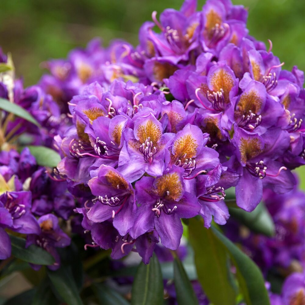 rododendron gibridnyi marcel menard