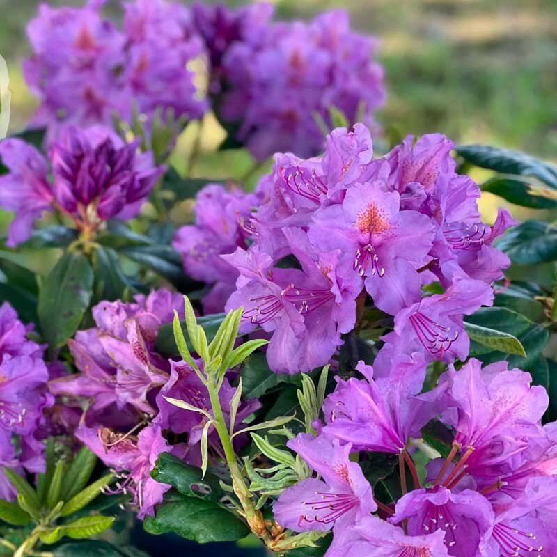 rododendron lees dark purple 02 800x800 1